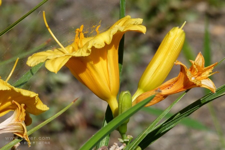 風(fēng)途科技：種植黃花菜需要什么氣候條件？